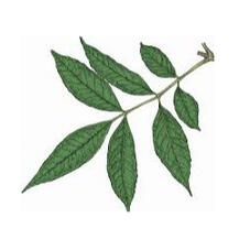 Profile icon featuring a branch of a green ash tree